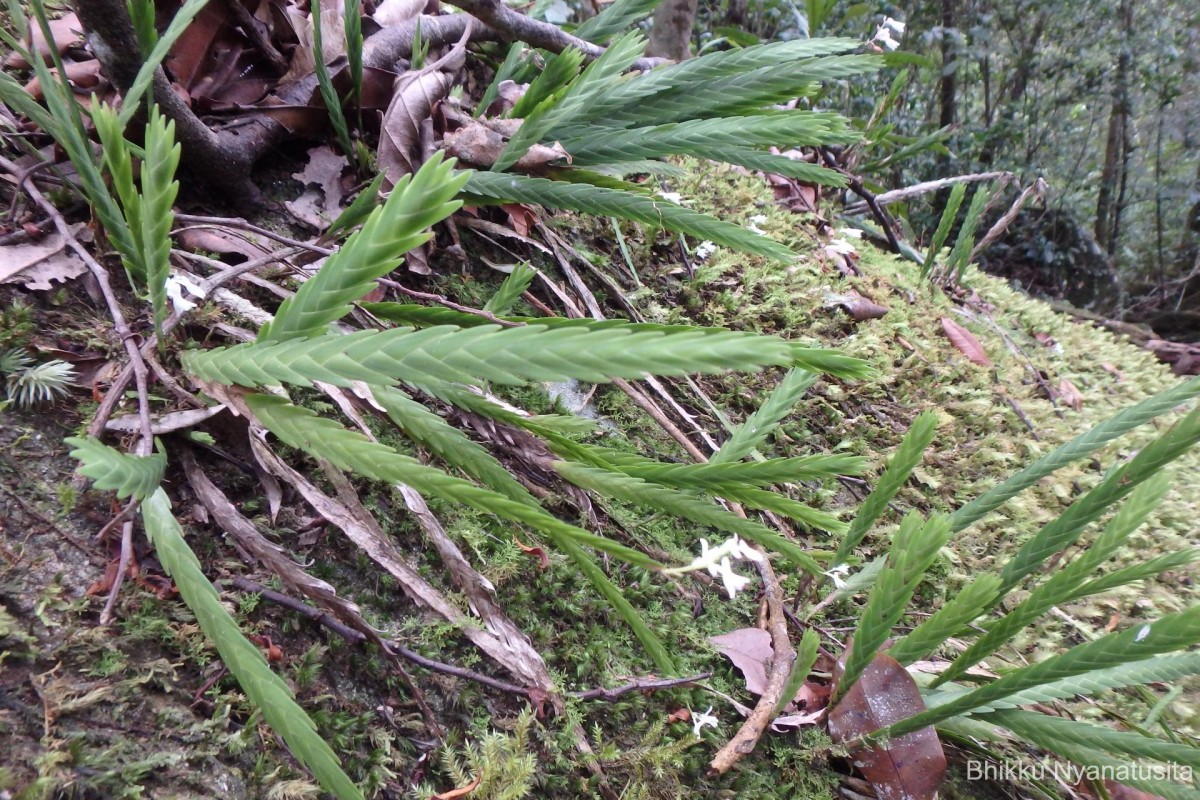 Podochilus sp.